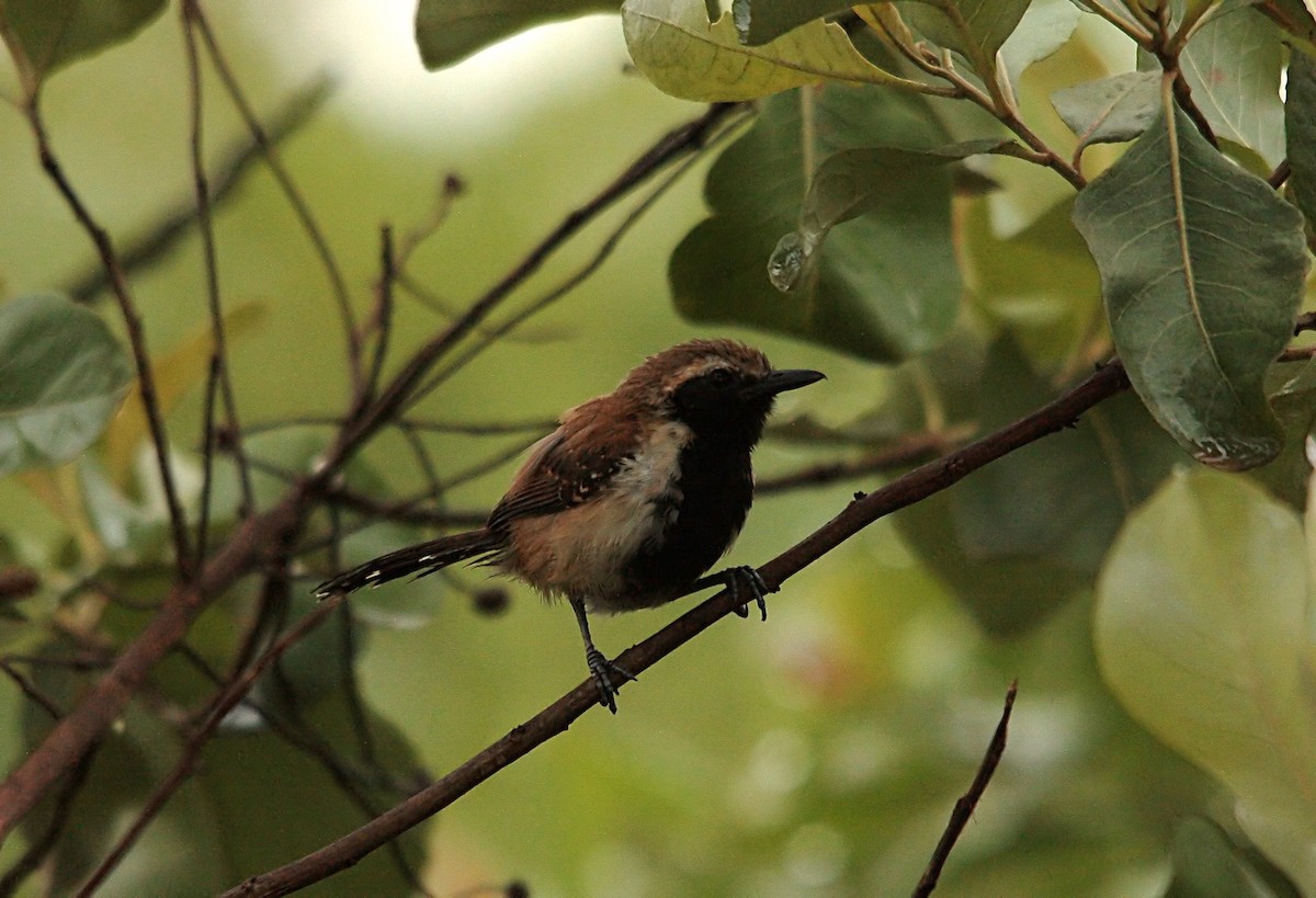 Rusty-backed Antwren - ML637741193