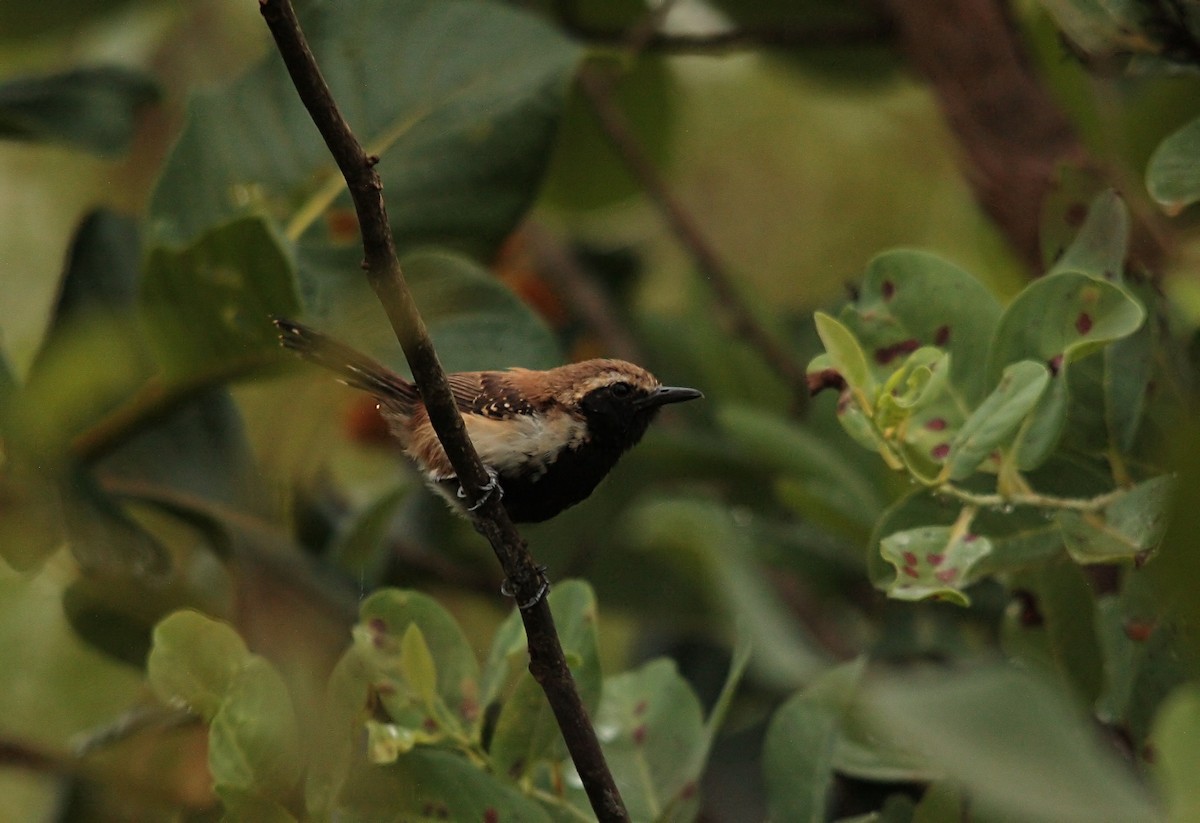 Rusty-backed Antwren - ML637741207