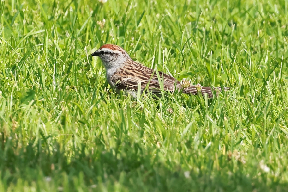 Chipping Sparrow - ML637741211