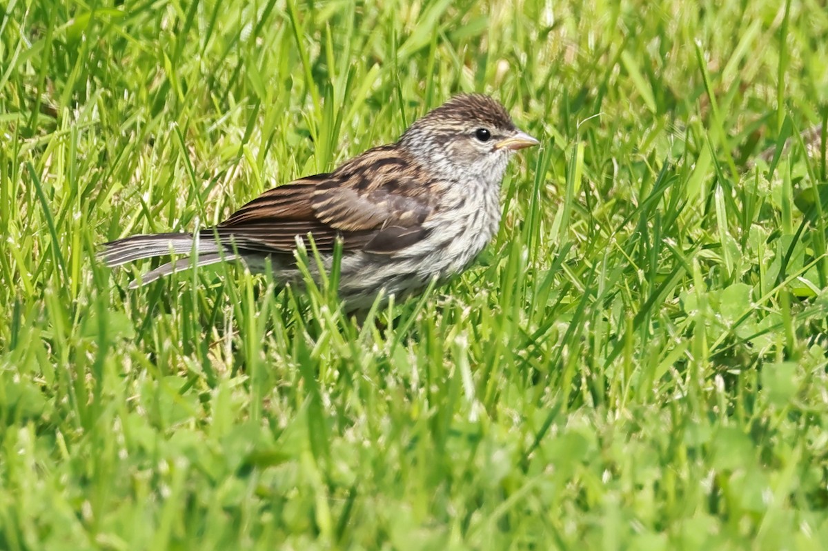 Chipping Sparrow - ML637741212