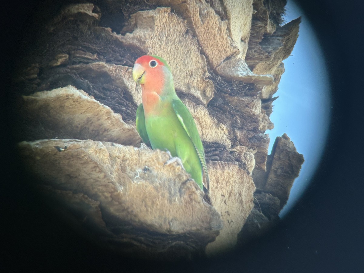 Rosy-faced Lovebird - ML637741214