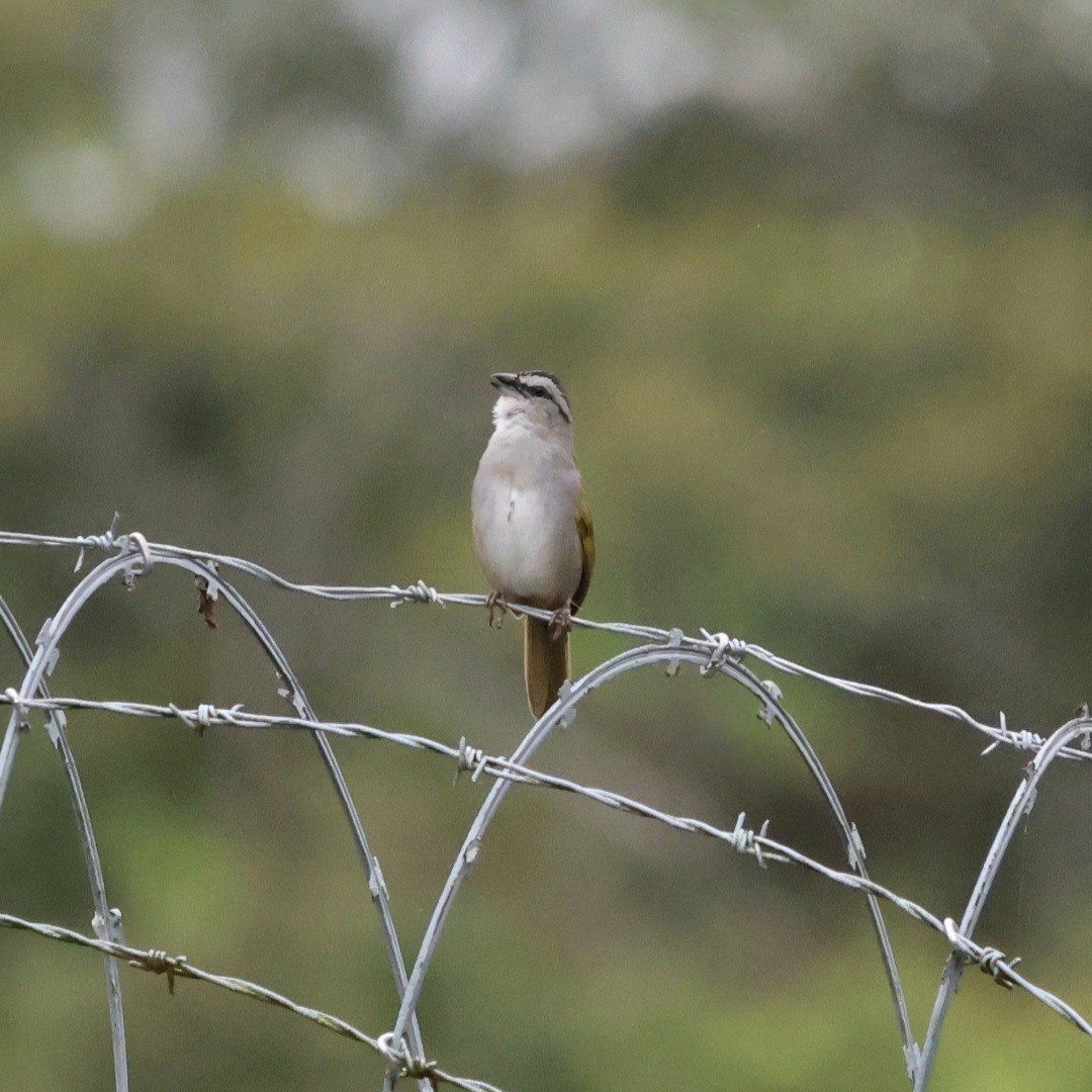Black-striped Sparrow - ML637741227