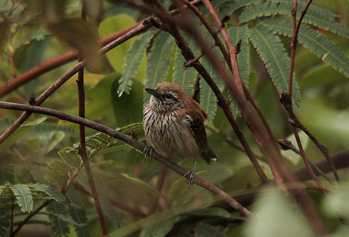 Rusty-backed Antwren - ML637741228