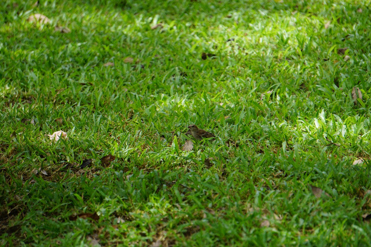 Plain-backed Sparrow - ML637741243