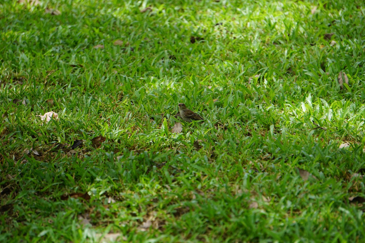 Plain-backed Sparrow - ML637741244