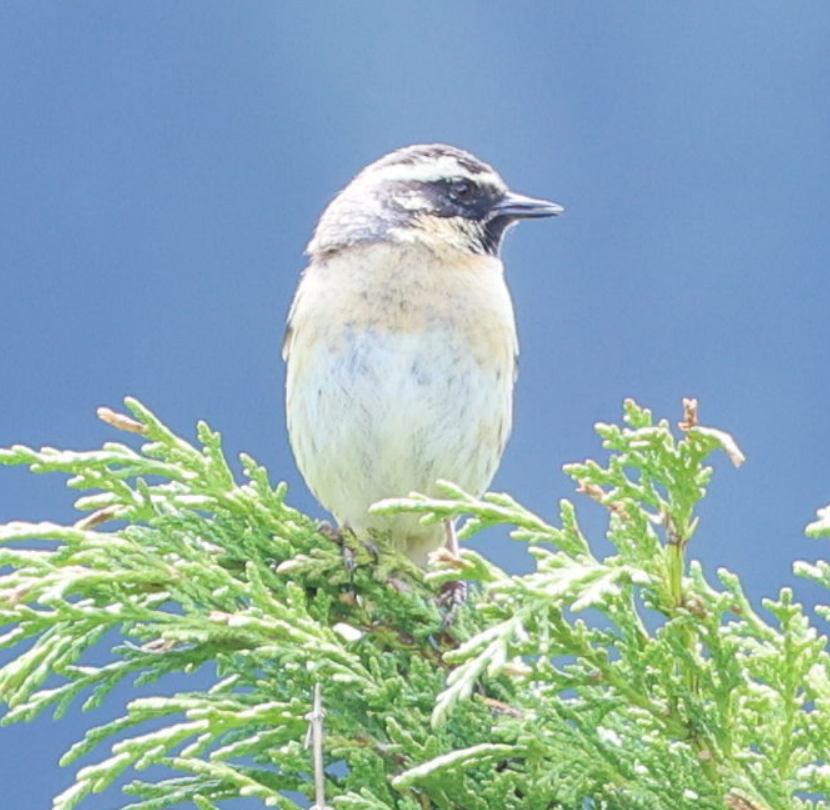 Black-throated Accentor - ML637741250