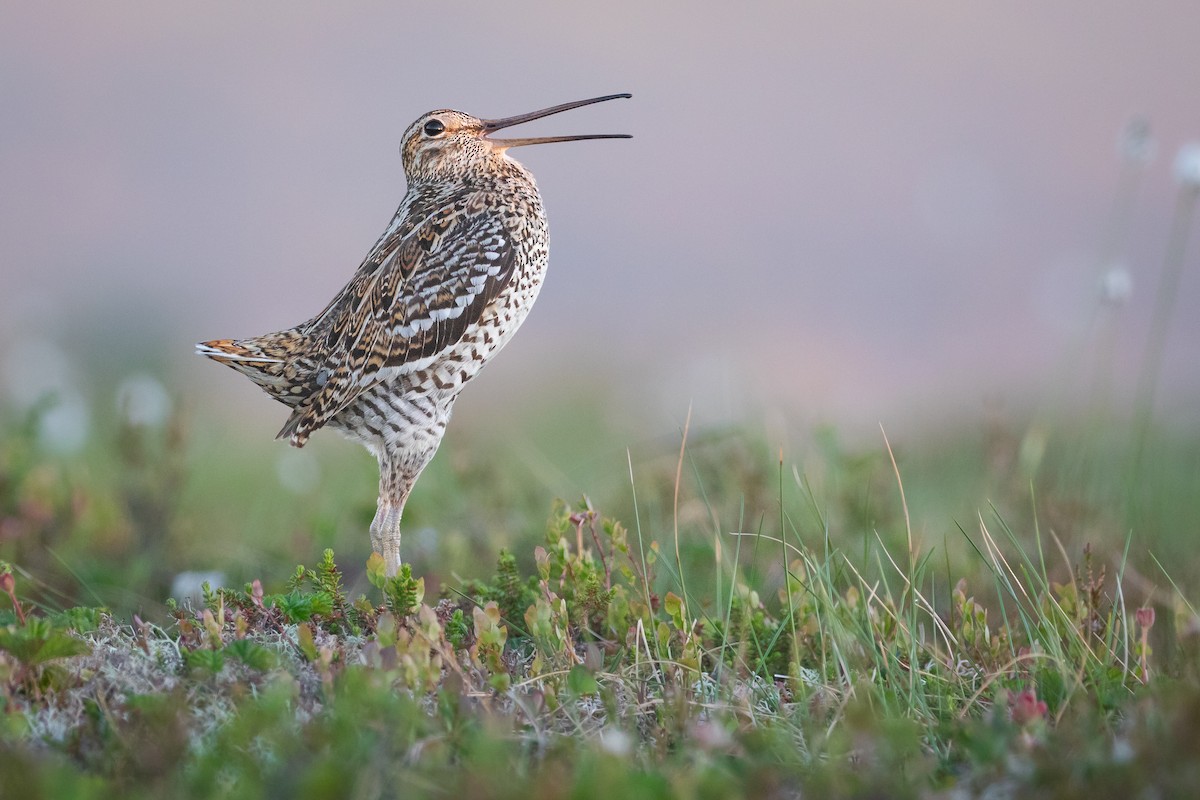 Great Snipe - ML637741272