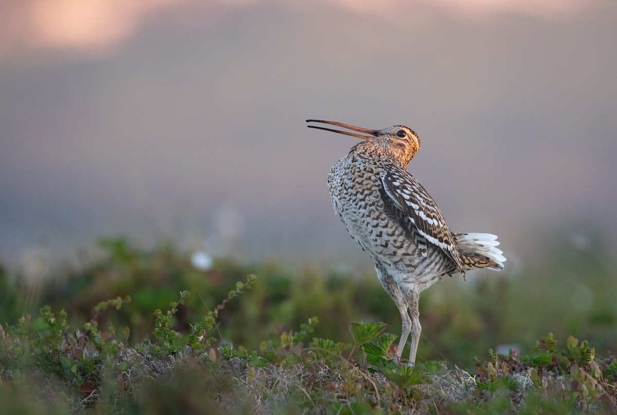 Great Snipe - ML637741273