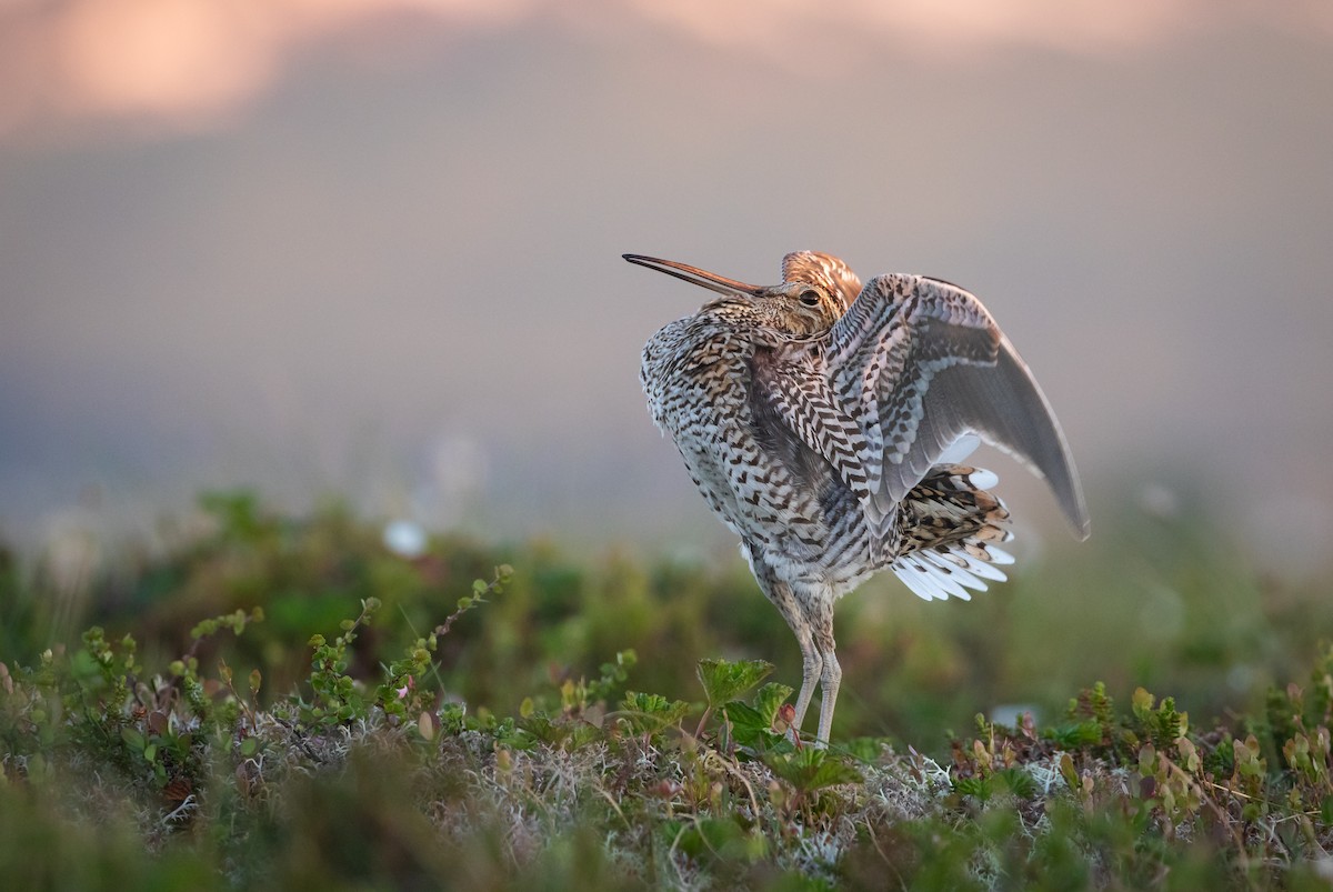 Great Snipe - ML637741274