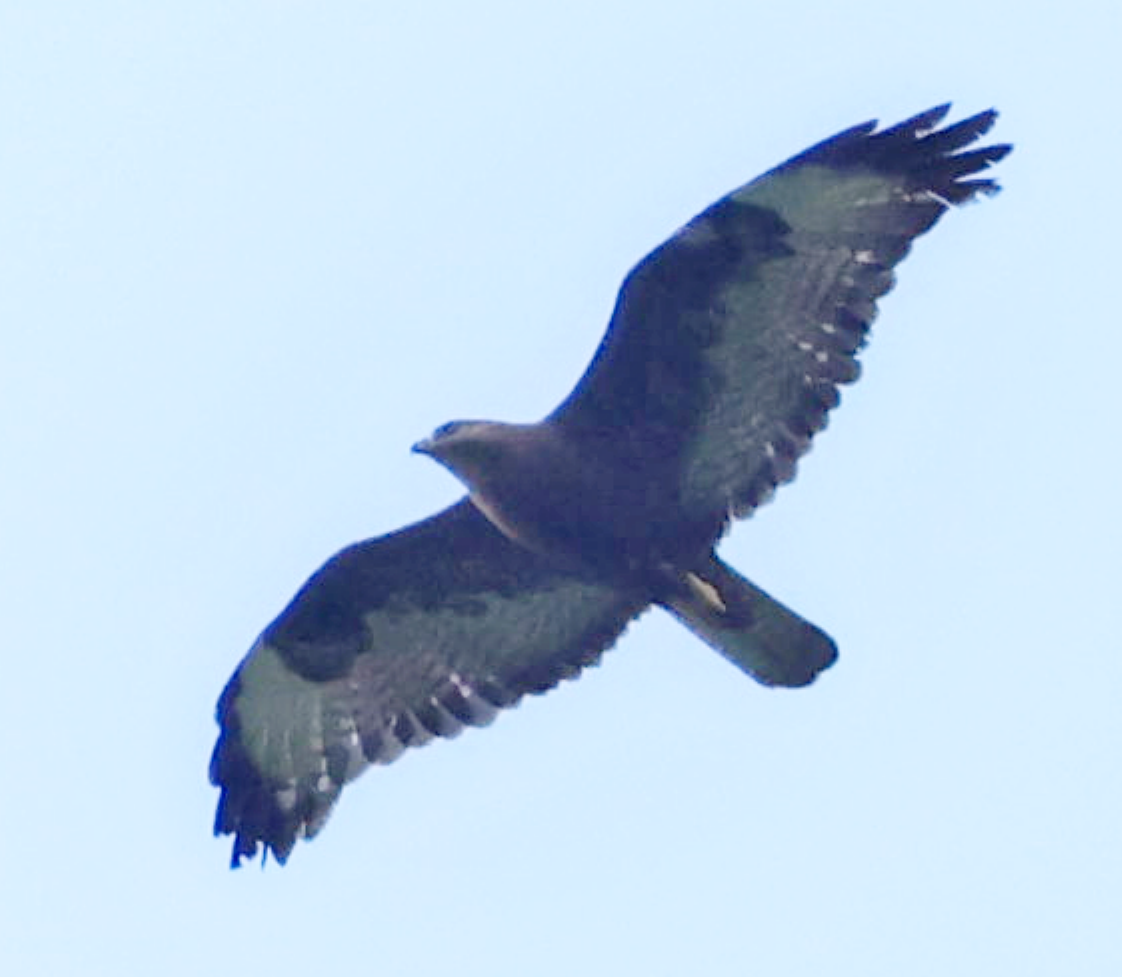 Common Buzzard (Steppe) - ML637741289