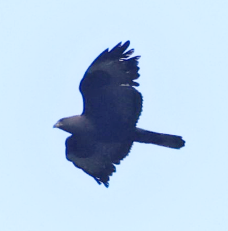 Common Buzzard (Steppe) - ML637741290