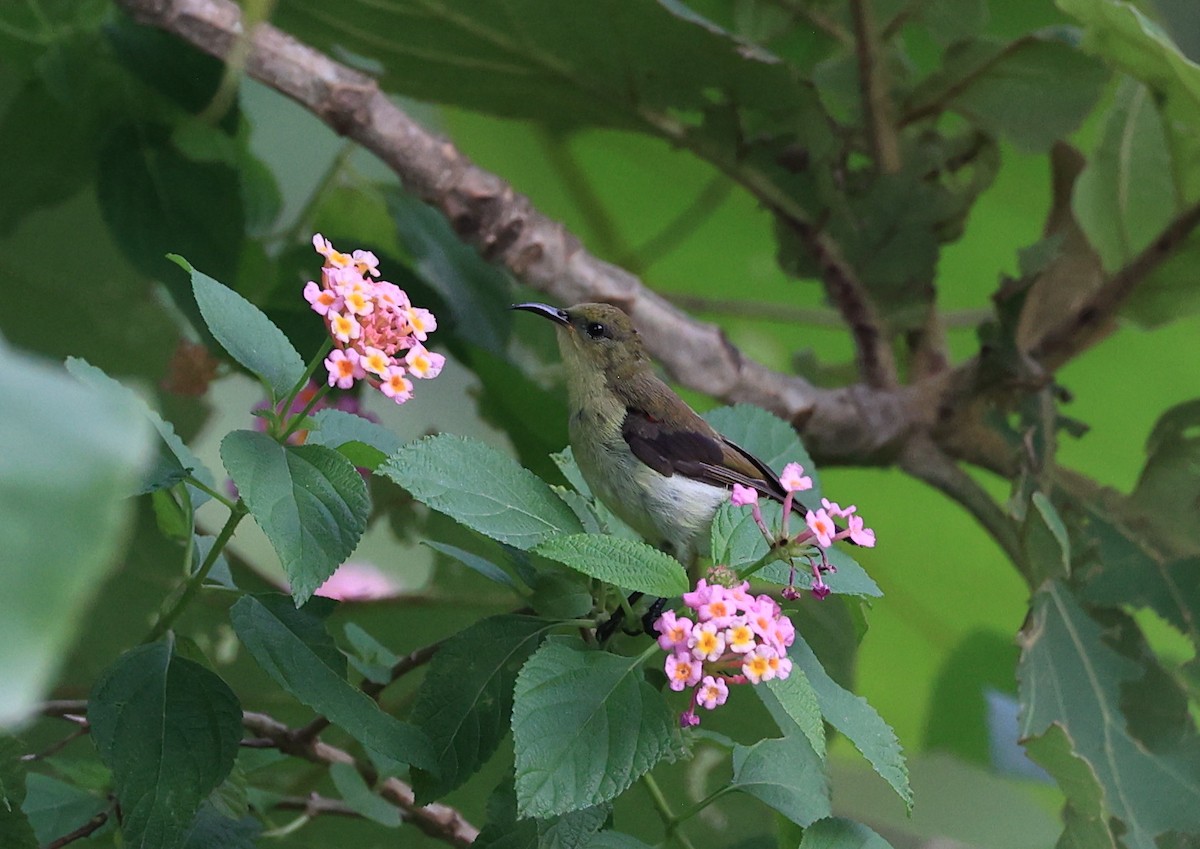 Däumlingsnektarvogel - ML637741333