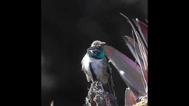 Green-headed Hillstar - ML637741364