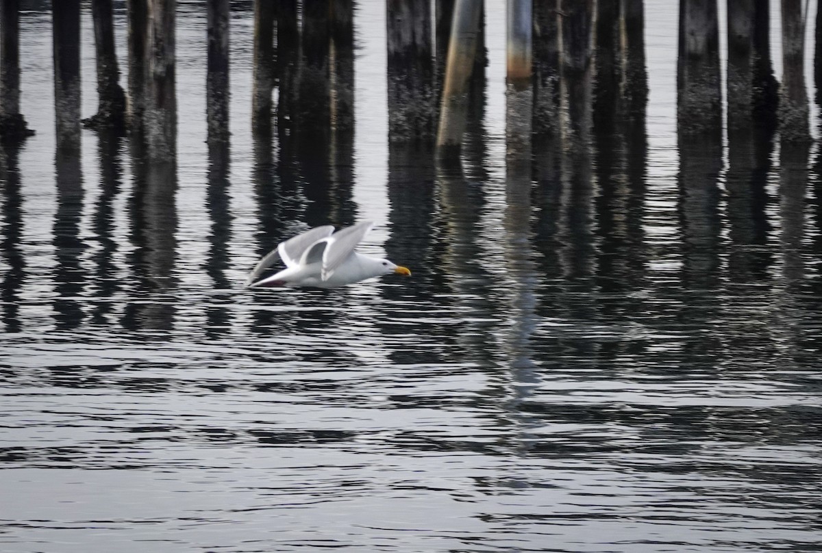 Iceland Gull - ML637741403