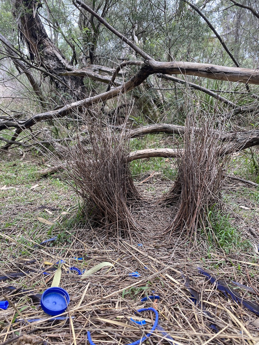 Satin Bowerbird - ML637741413