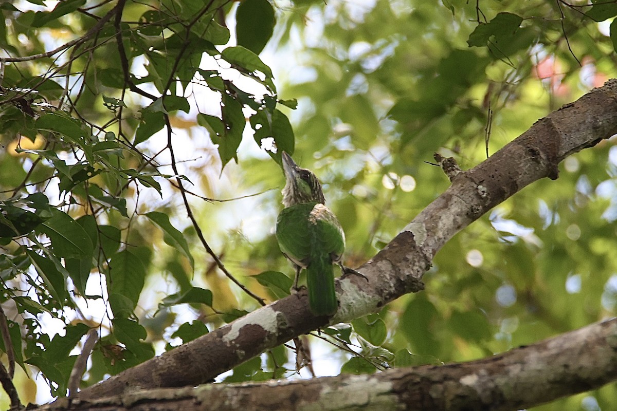 Green-eared Barbet - ML637741442