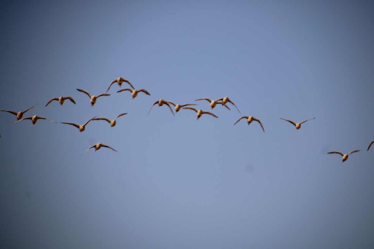Spotted Sandgrouse - ML637741448
