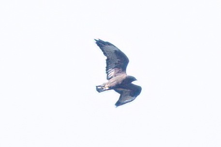 Common Buzzard (Steppe) - ML637741477