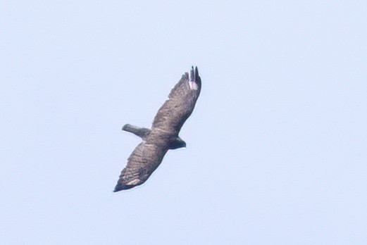 Common Buzzard (Steppe) - ML637741478
