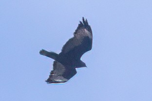 Common Buzzard (Steppe) - ML637741479