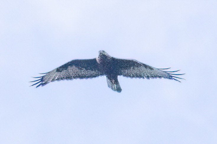 Common Buzzard (Steppe) - ML637741480