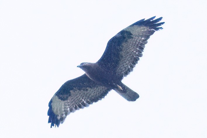 Common Buzzard (Steppe) - ML637741481