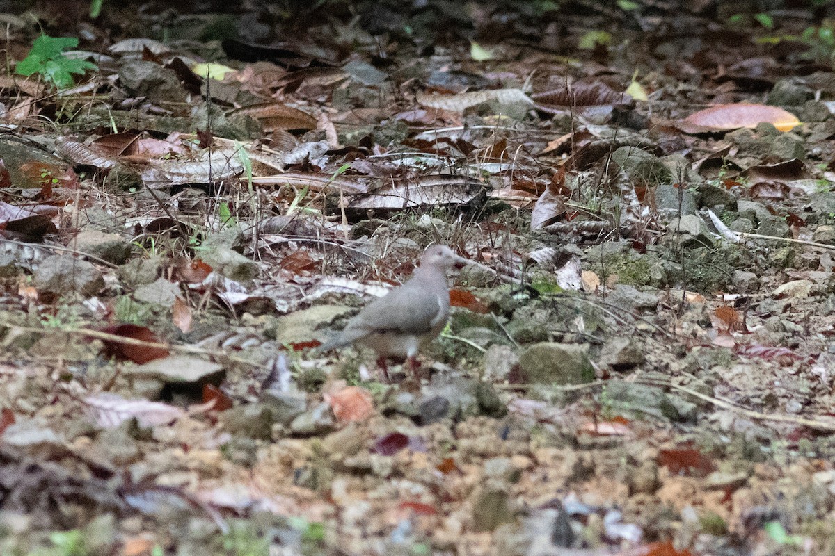 Gray-chested Dove - ML637741483