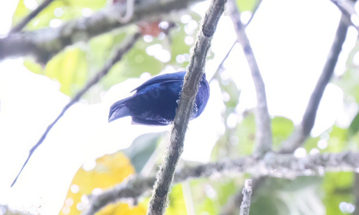 Purple-throated Cuckooshrike - ML637741485