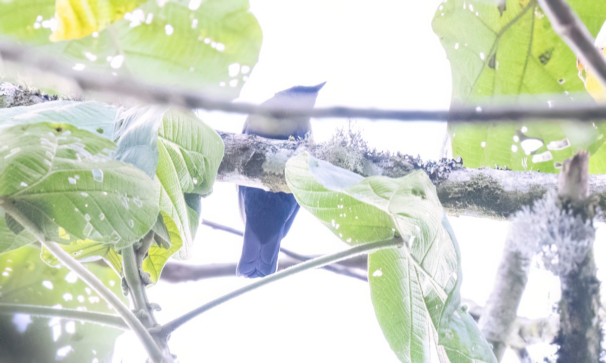 Purple-throated Cuckooshrike - ML637741489