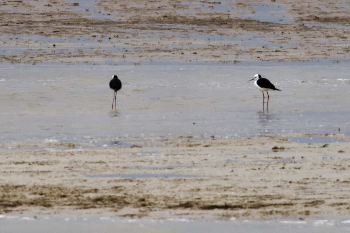 Pied Stilt - ML637741505
