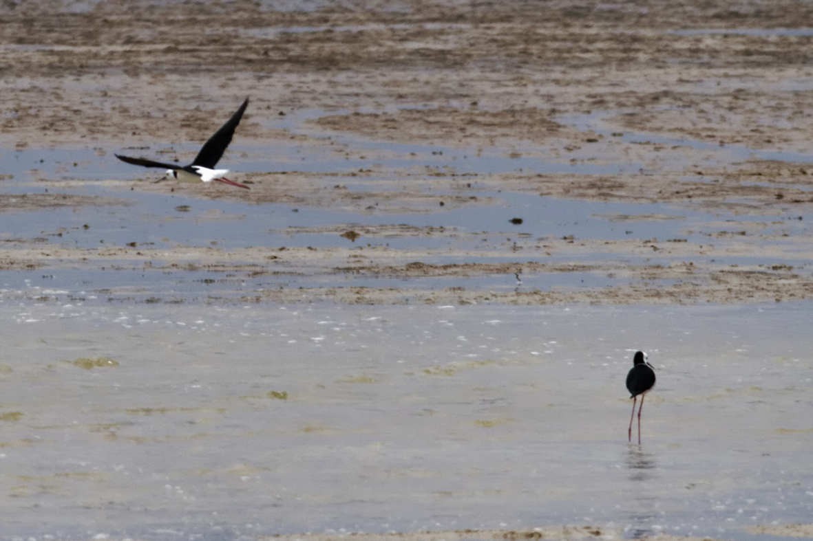 Pied Stilt - ML637741506