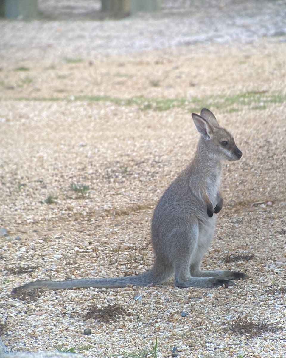 Western Grey Kangaroo - ML637741509