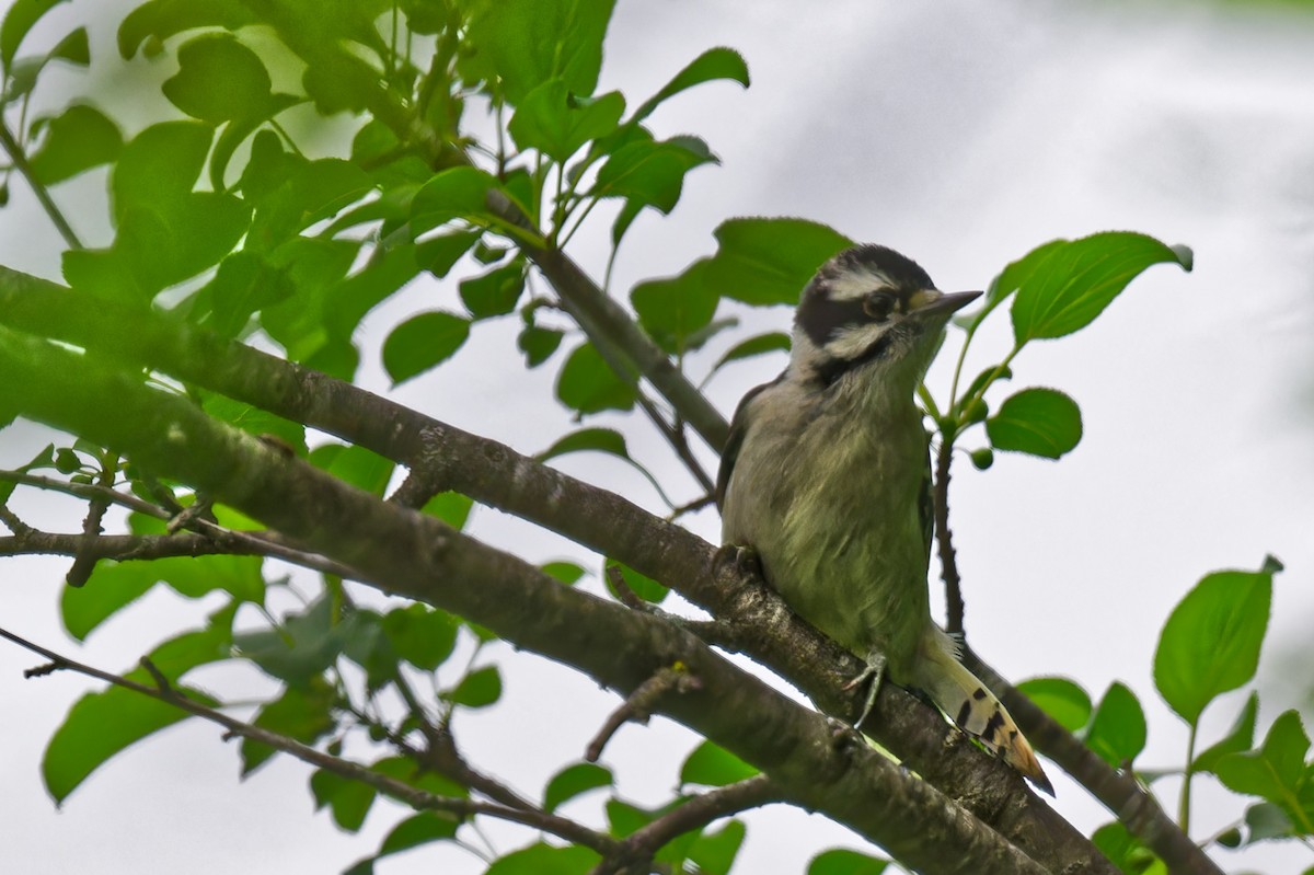 Downy Woodpecker - ML637741570