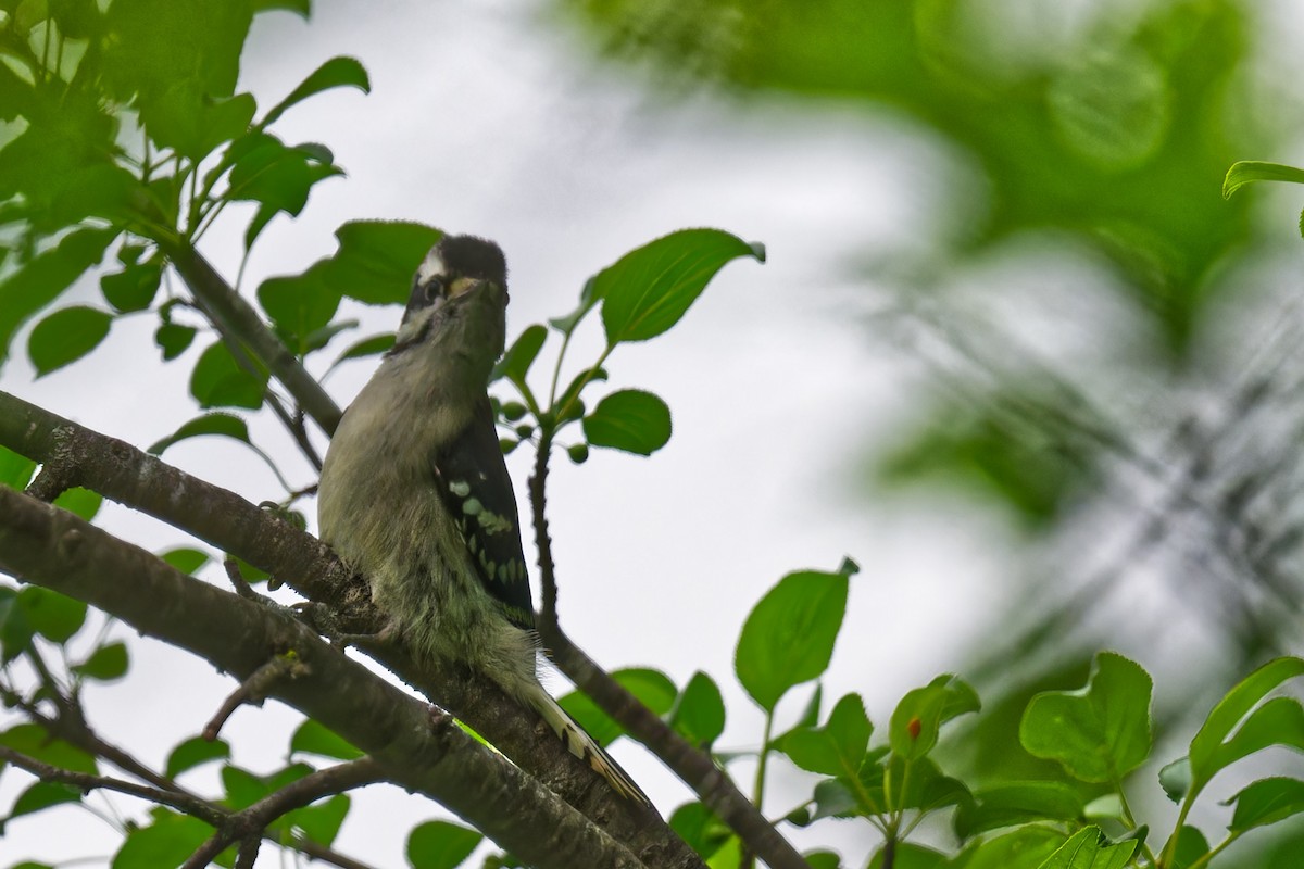 Downy Woodpecker - ML637741571