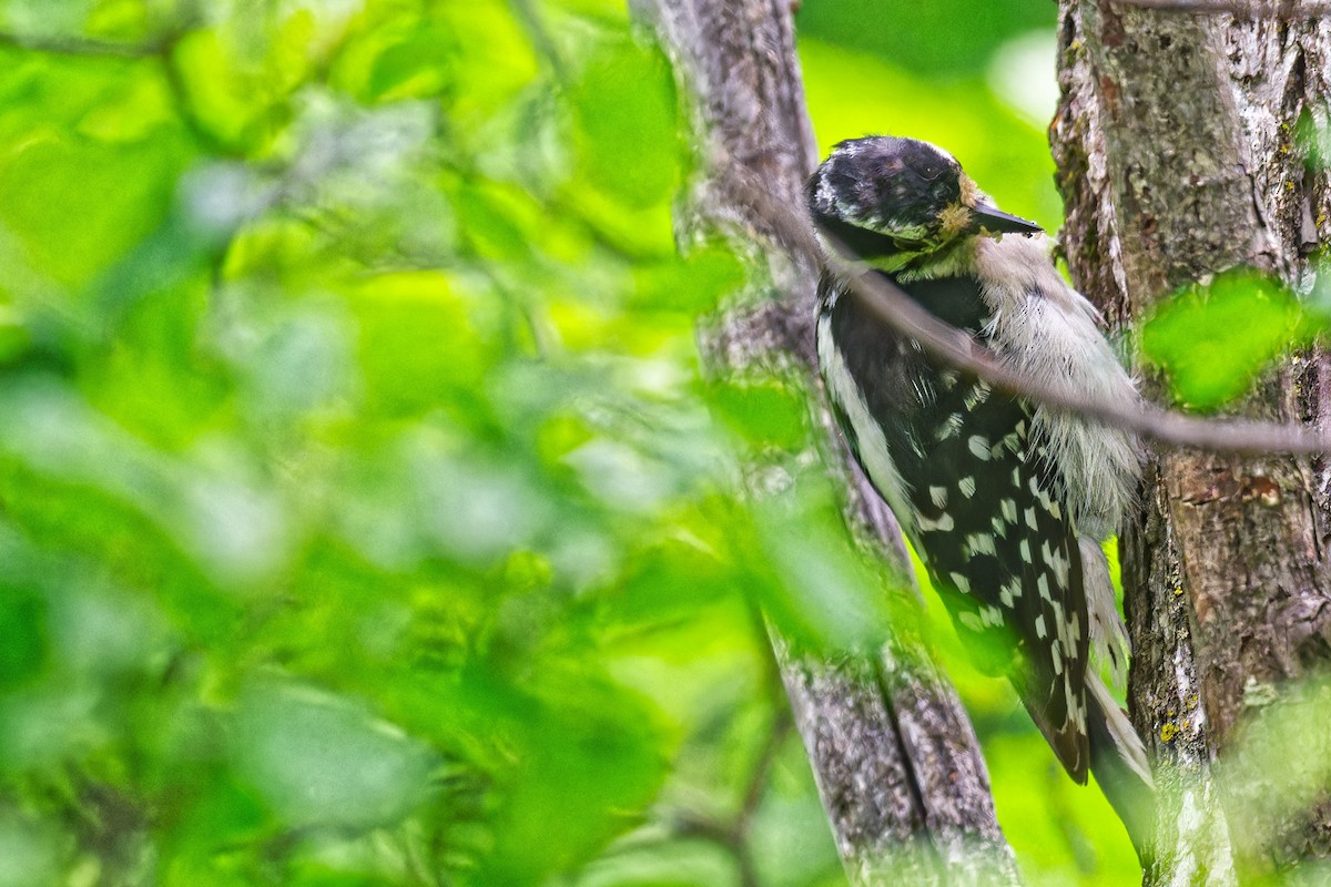 Downy Woodpecker - ML637741572