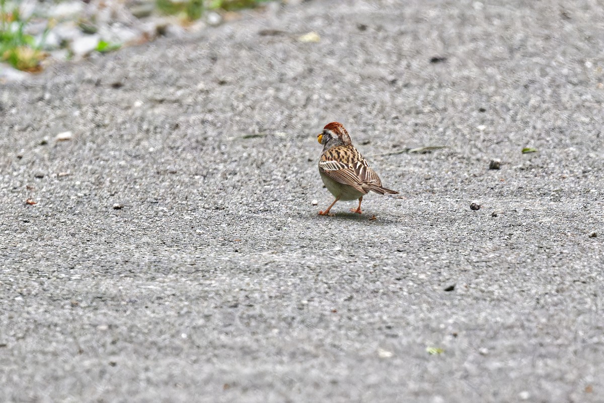 Chipping Sparrow - ML637741593