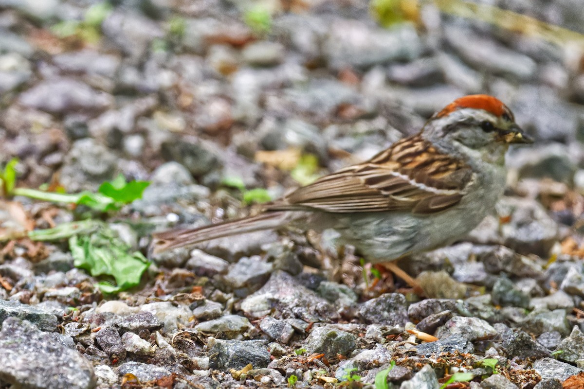 Chipping Sparrow - ML637741594