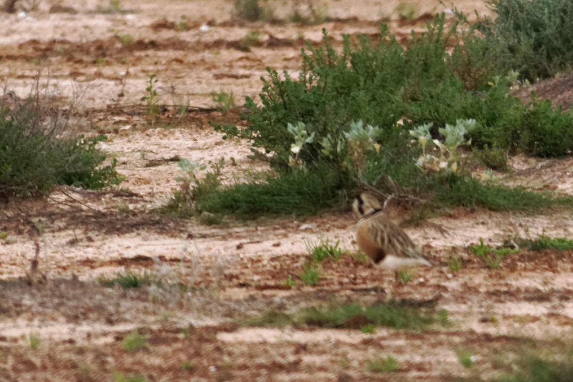 Inland Dotterel - ML637741599