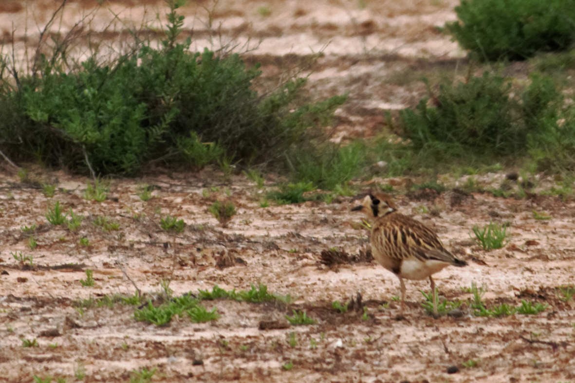 Inland Dotterel - ML637741600