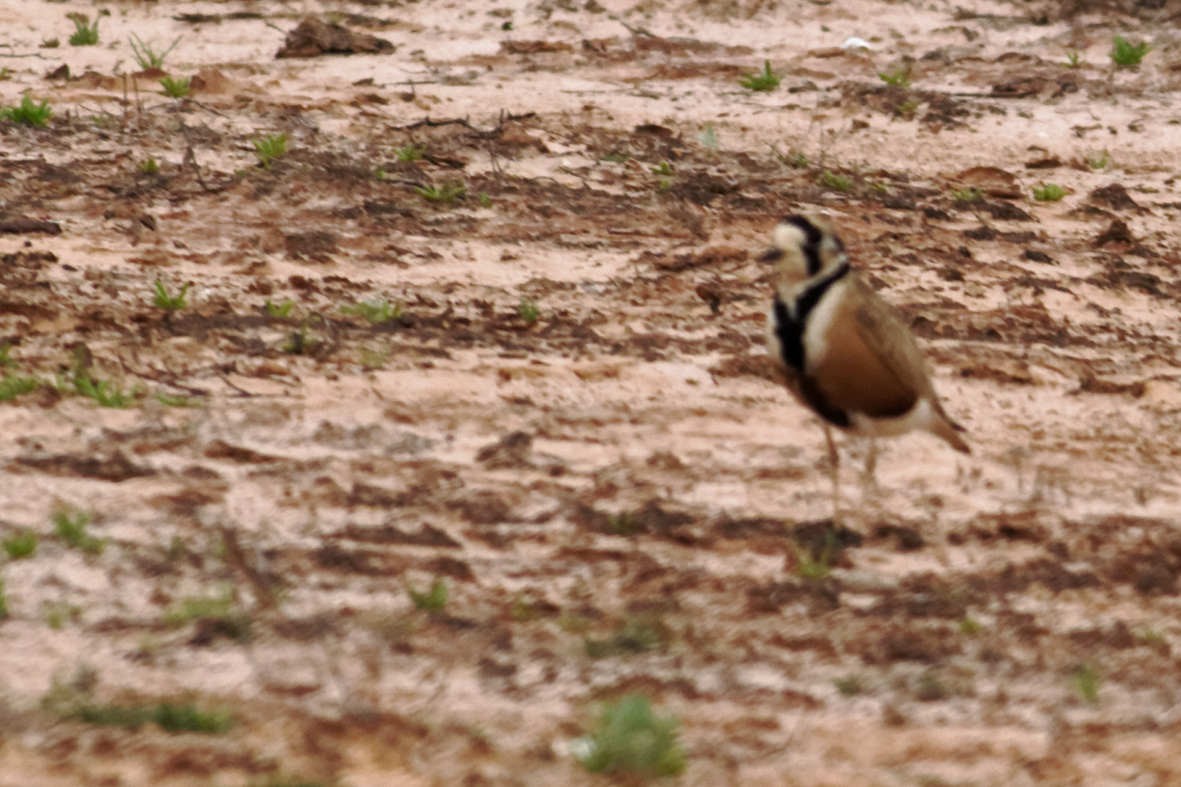 Inland Dotterel - ML637741601