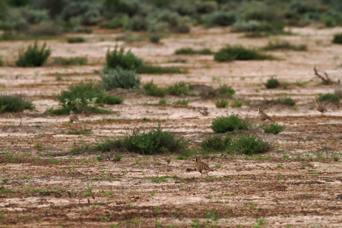 Inland Dotterel - ML637741602