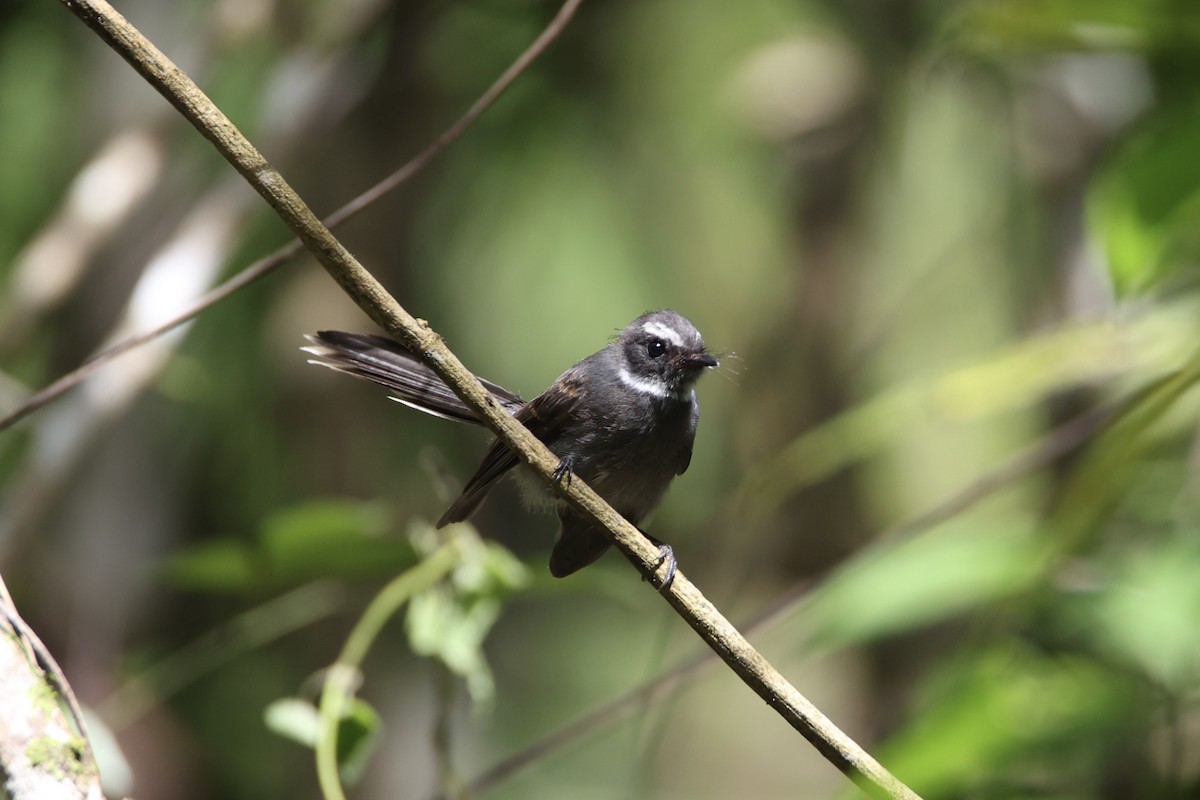 White-throated Fantail - ML637741606