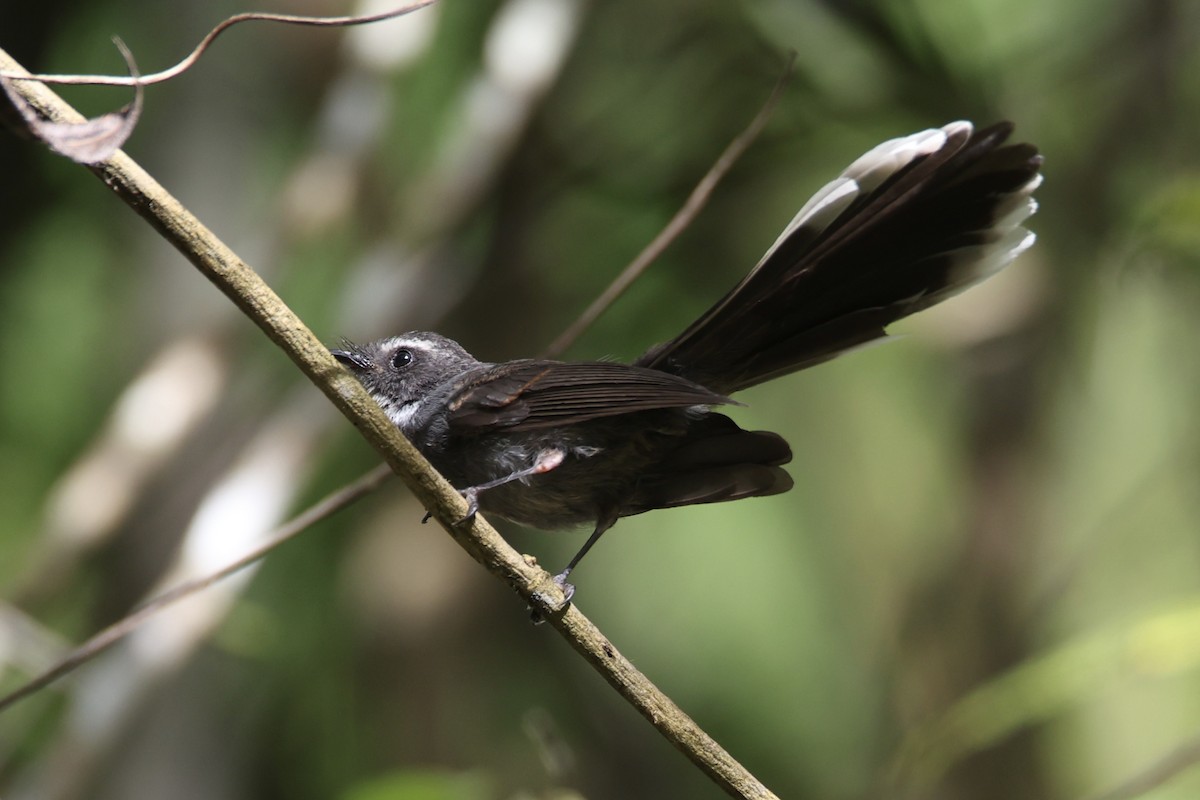 White-throated Fantail - ML637741607