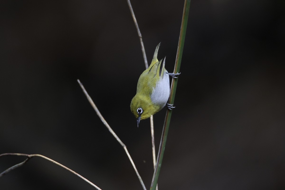 Indian White-eye - ML637741618