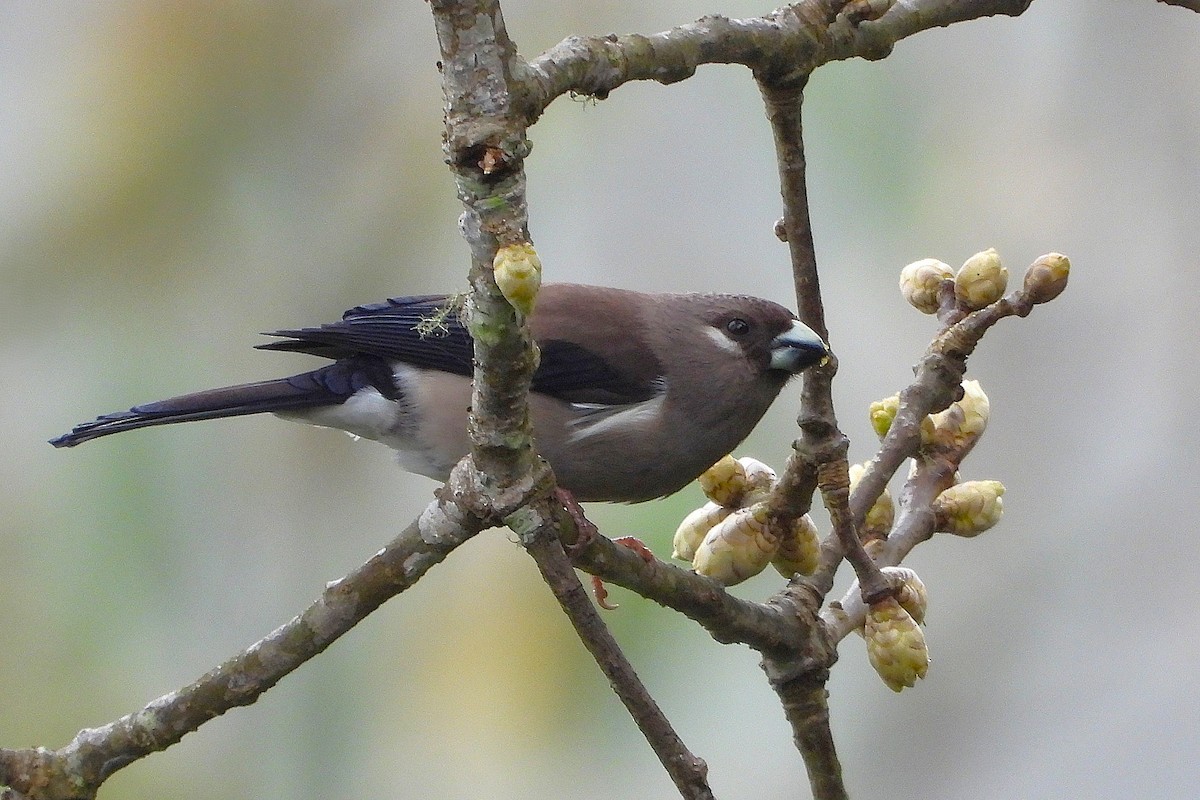 Brown Bullfinch - ML637741619