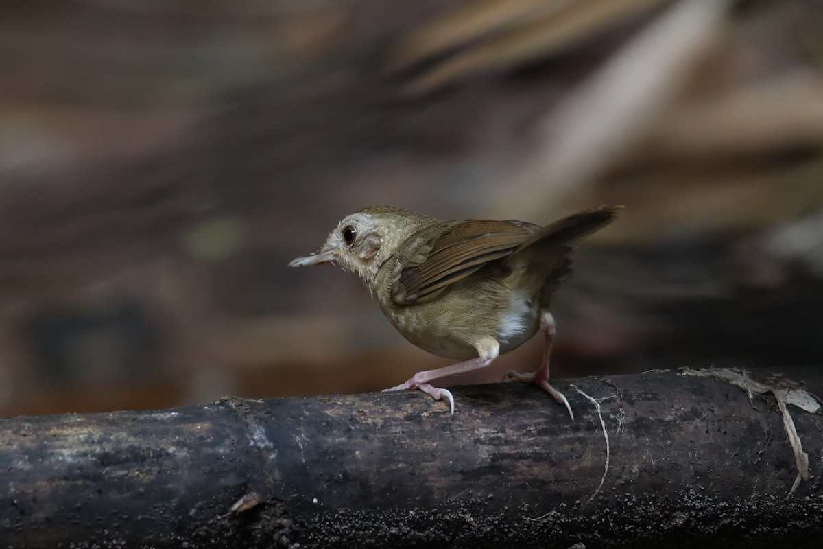 Buff-breasted Babbler - ML637741624