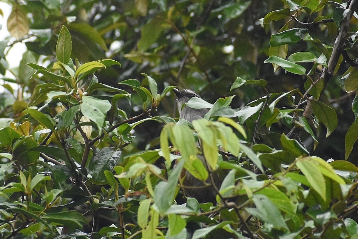 Ashambu Laughingthrush - ML637741628