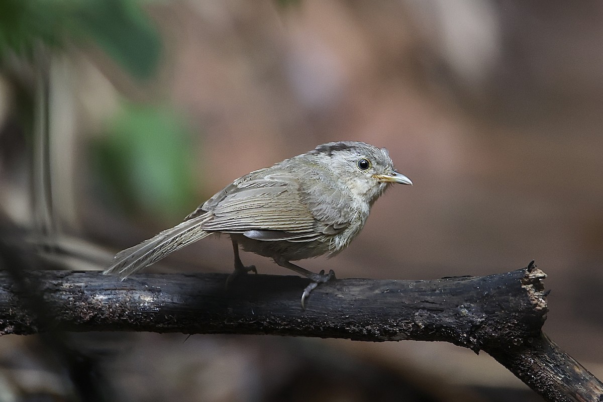 Brown-cheeked Fulvetta - ML637741630