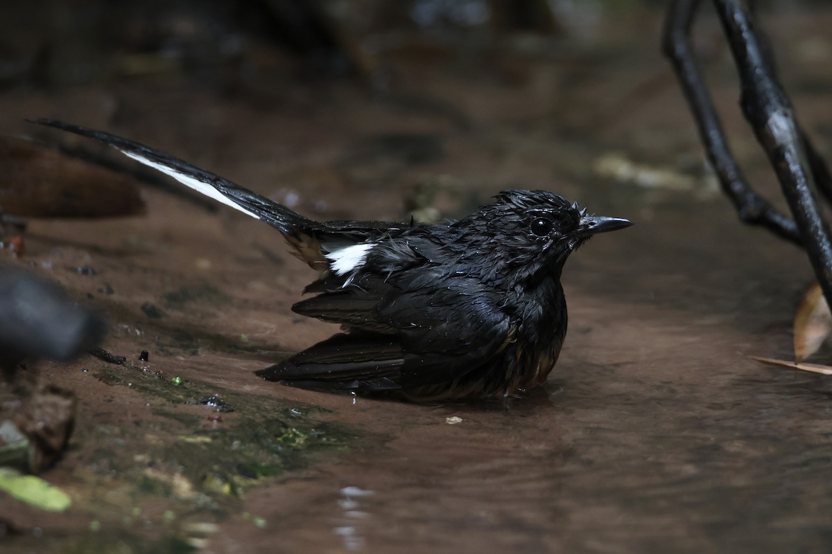 White-rumped Shama - ML637741634