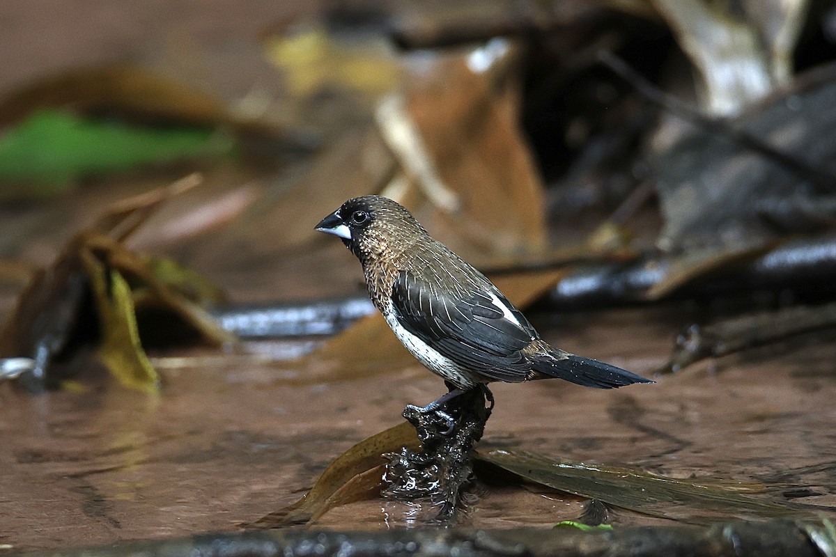White-rumped Munia - ML637741636